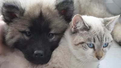 Noms d'animaux inspirés de muses, de dieux et de figures musicales