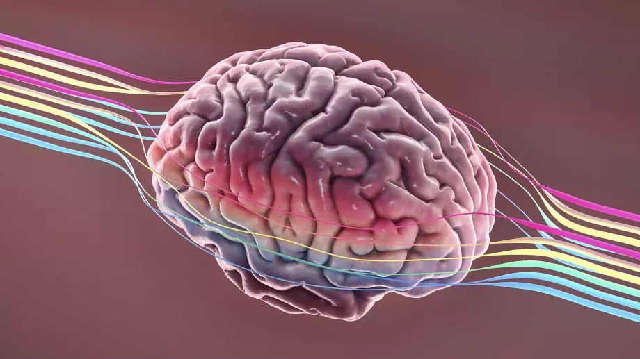 Traitement de l'information de l'intelligence artificielle comparé au cerveau