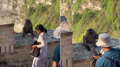 Une femme a donné un fruit à un singe pour négocier et récupérer son téléphone portable