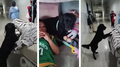 Un chien a pris soin de son maître alors qu'il était mourant à l'hôpital, mais l'homme s'est rétabli et l'a abandonné : l'histoire de Firulais