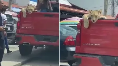 "Je pensais avoir vu un chaton mignon" : les enfants deviennent viraux lorsqu'ils promènent un lion dans un camion à Palenque