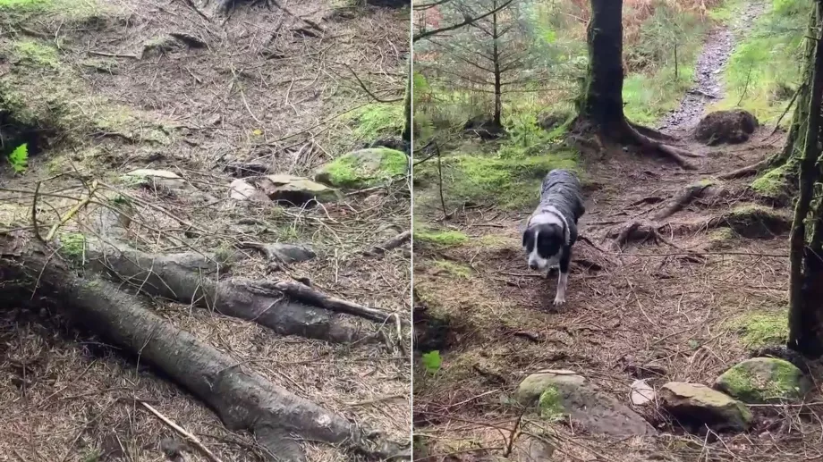 Une tempête soulève tout le sol forestier, avec au sommet un chien ahuri. (X : @dsnugentmalone)