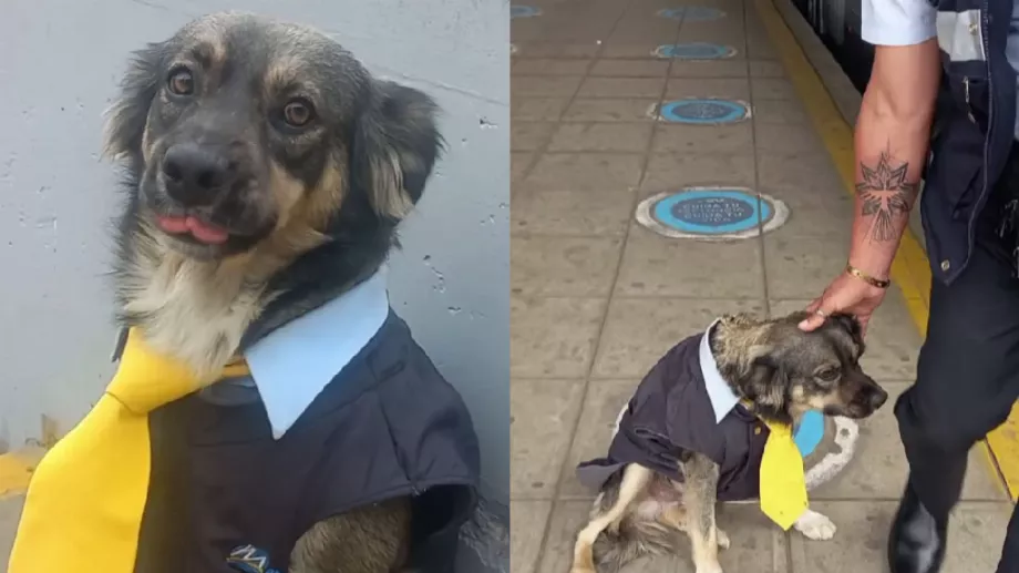 Le petit chien avec son joli uniforme est une véritable célébrité. Photo de : @juan_pablo.hh