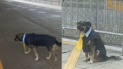 Le chien « conducteur » du Metropolitano tombe amoureux des réseaux sociaux : « La terreur des conducteurs, il ne supporte pas les puces »
