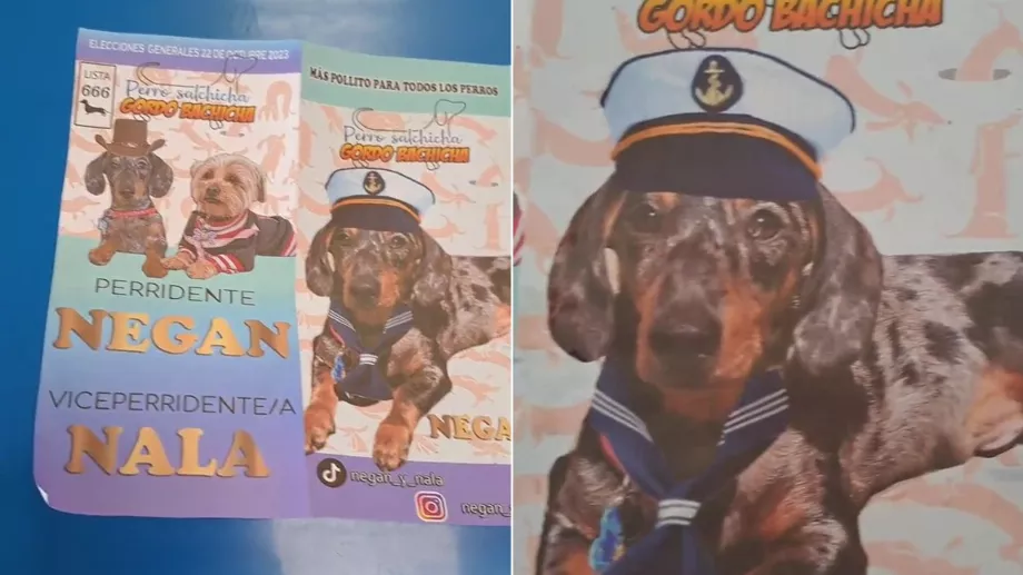 Negan et Nala, les chiens nominés aux élections générales. (TIC Tac)