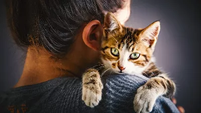 Elle a adopté un chat errant et son attitude l'a surprise : "Les animaux nous apprennent ce qu'est l'amour"