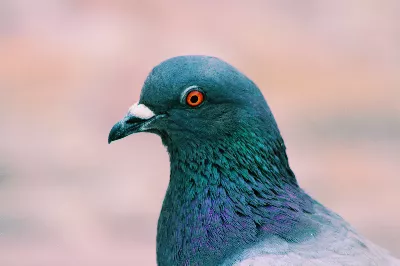 Les pigeons résolvent les problèmes d’une manière similaire à l’intelligence artificielle : pourquoi