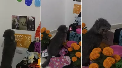 Un petit chien a eu une réaction émue lorsqu'il a vu la photo de sa mère dans l'offrande I VIDEO