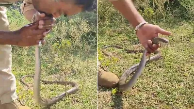 Un homme a sauvé un serpent empoisonné par des pesticides grâce au bouche-à-bouche