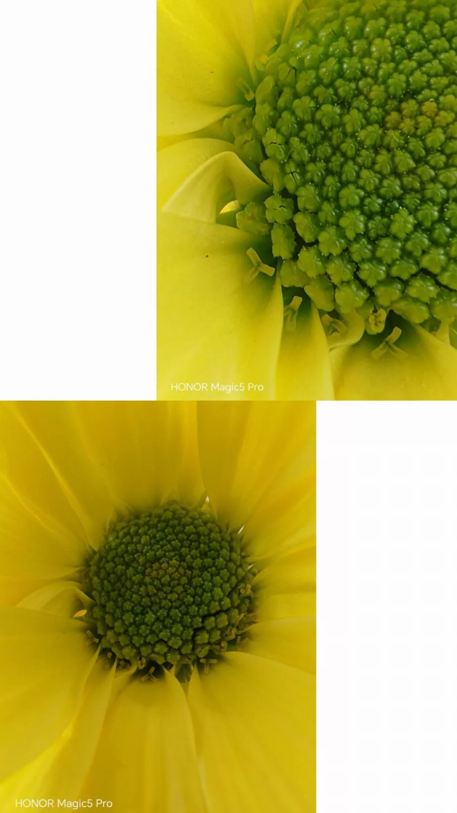 Images HONOR Magic5 Pro (mot-avec)