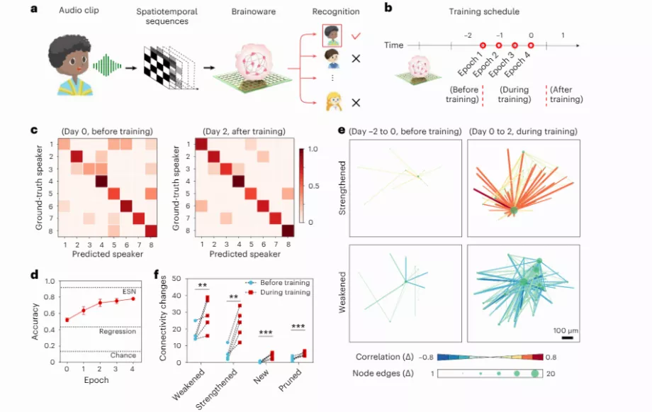 Les organoïdes cérébraux sont prometteurs pour améliorer le traitement informatique et la reconnaissance vocale. (Électronique naturelle)