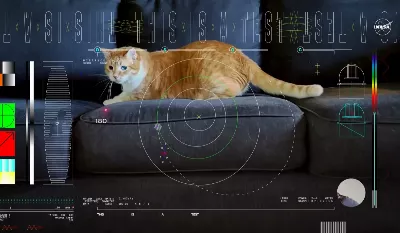 Pourquoi la vidéo d'un chat enregistrée en 4k par la NASA depuis l'espace est une étape importante dans l'histoire