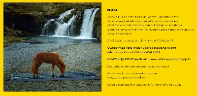 Les chevaux islandais se chargent d'écrire des emails pendant que les touristes sont en vacances
