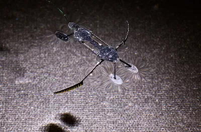 Adieu aux chirurgiens ? Ces microrobots fonctionnent, ressemblent à un moustique et utilisent l'assistance humaine