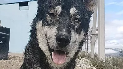 Il a offert son nouveau téléphone portable en récompense à celui qui lui rendrait son chien et la publication est devenue virale.