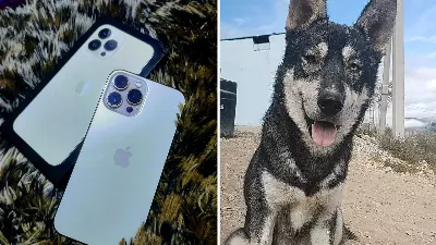 L'utilisateur offre son iPhone en récompense en échange de la localisation de son chien perdu à Nuevo León ; l'affaire devient virale