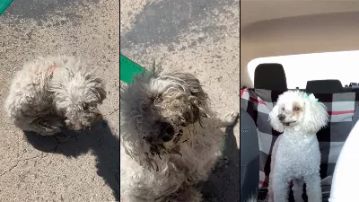 « De pauvre fille à coquette » : le changement de chien après son adoption choque les réseaux sociaux