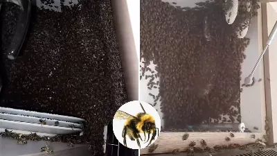 Ne laissez pas cela vous arriver : en trois heures, des abeilles ont formé une ruche dans la cuisine d'un appartement du Valle del Cauca