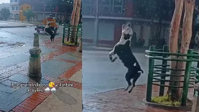 Il a sauté et aboyé de joie : c'était la célébration d'un petit chien devenu viral pour l'arrivée des pluies à Bogota