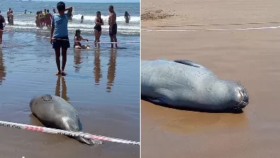 Ils ont réservé un endroit pour se reposer pour un lion de mer et c'est devenu viral sur TikTok