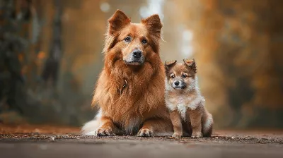 À quoi ressembleront les chiens et les chats dans le futur selon l'intelligence artificielle
