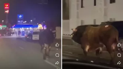 Bull parvient à s'échapper de la toile de Charro et se promène dans les rues de Coahuila | VIDÉO