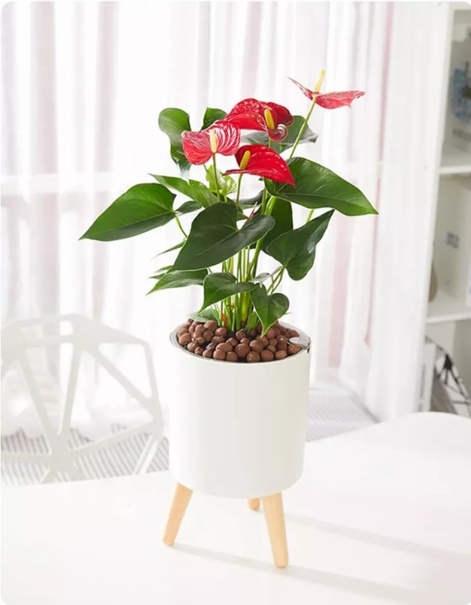 Le design du pot est élégant. (Amazone)