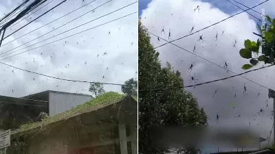 La scène inquiétante de milliers d'araignées suspendues dans une toile d'araignée géante devenue virale sur TikTok