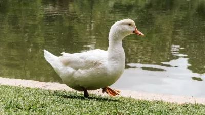 Bogotana, devenue virale à cause de son animal de compagnie, a expliqué ce que c'est que de vivre avec lui : "Je sais que ce n'est pas normal"