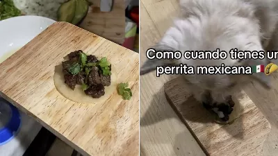 Un chien « mexicain » devient viral pour avoir mangé des mini tacos suadero