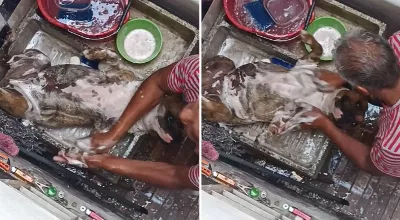 Ils ont baigné un innocent ! Un chien devient viral après avoir été baigné dans une buanderie | VIDÉO