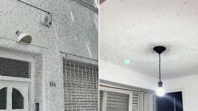 L'invasion des moustiques est devenue virale et les utilisateurs du réseau ont partagé les expériences les plus incroyables
