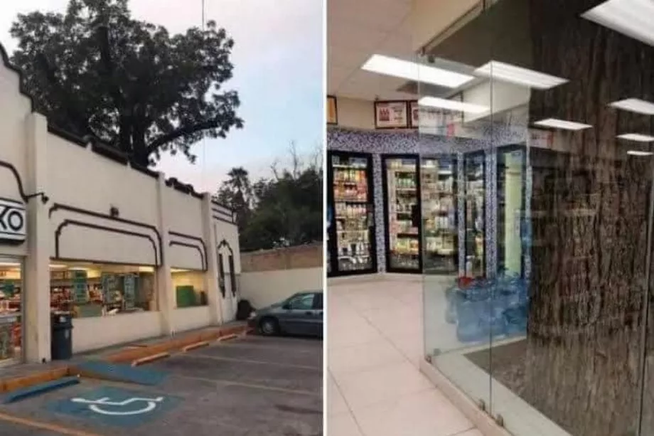 OXXO à Saltillo transforme un arbre centenaire en une attraction écologique