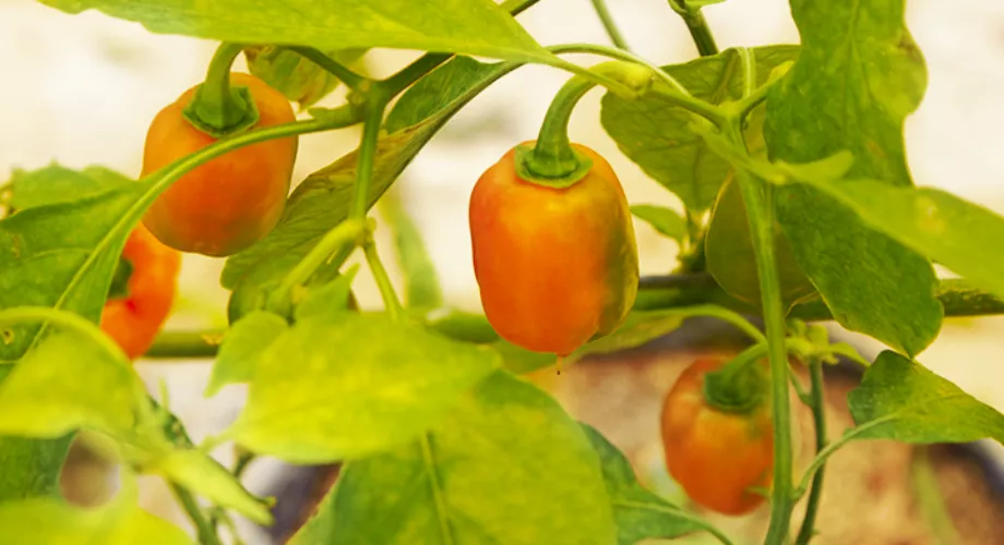 Le piment habanero est le plus piquant du Mexique (Photo : SAGARPA via FIRCO)