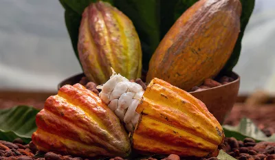 Une alliance inhabituelle entre Microsoft et l’USAID a permis aux productrices de cacao d’autonomiser