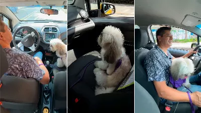 Un chien devenu copilote d'un chauffeur de taxi et devient fou sur l'application Cabify
