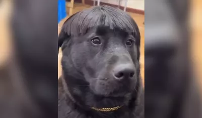 Rencontrez le chiot Pluma, l'animal viral semblable à Peso Pluma sur Instagram