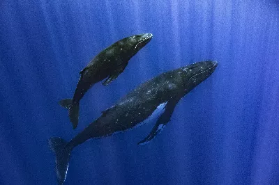 Des scientifiques ont utilisé l'IA et ont révélé un résultat alarmant : 7 000 baleines à bosse sont mortes depuis 2012.