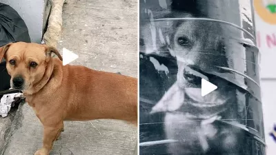 Un jeune homme aide un chien perdu à rentrer chez lui après avoir vu des annonces de recherche dans la rue ; l'affaire devient virale