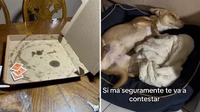 Un chien laisse ses propriétaires sans nourriture ; C'est ainsi que s'est terminée la pizza qu'ils allaient manger pour le dîner | VIDÉO
