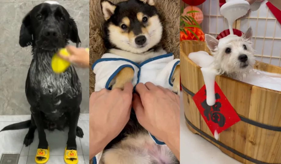 Dans ces contenus, les animaux sont calmes pendant qu'ils sont baignés, peignés et soignés à leur image. (Instagram/TIkTok)