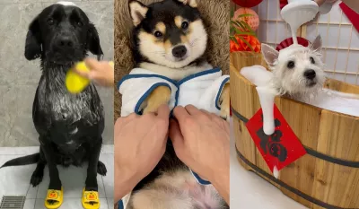 Spa pour chiens, la tendance Instagram pour chouchouter ses meilleurs amis