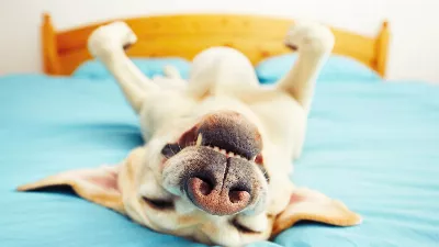 Son fils est revenu après s'être séparé mais il a respecté la place du chien : il a gardé sa chambre et son lit