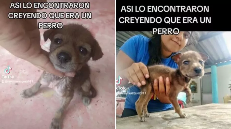 La femme pensait que c'était un simple chien, mais finalement ce n'était pas comme ça. (TikTok @CAMILO.el.niño.de.los.animales)