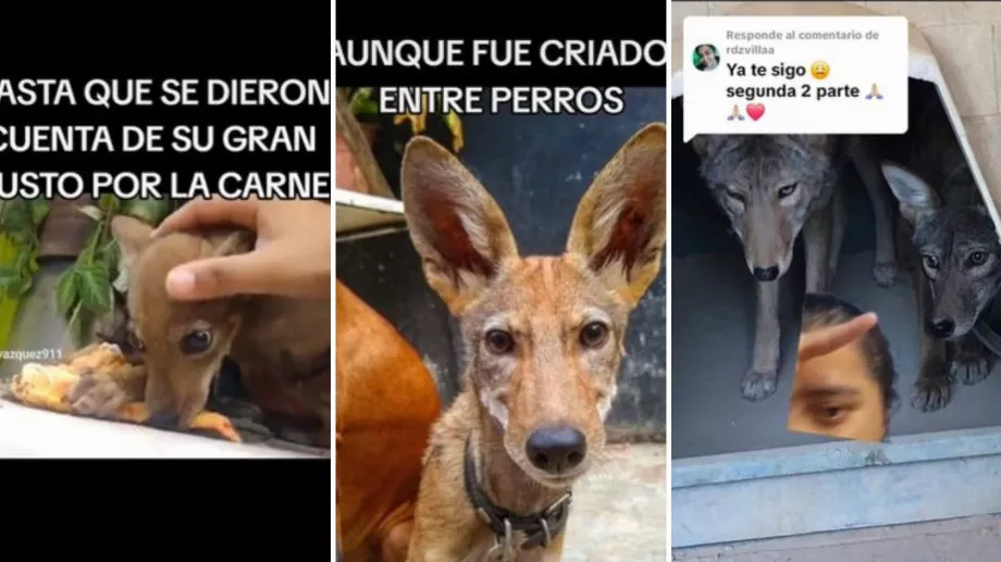 Petit à petit, le veau commença à adopter un comportement sauvage. (TikTok @CAMILO.el.niño.de.los.animales)