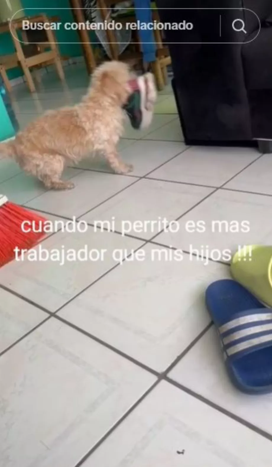 Divers utilisateurs ont demandé à la femme de l'aider à apprendre à leurs chiens à les aider également à nettoyer la maison.