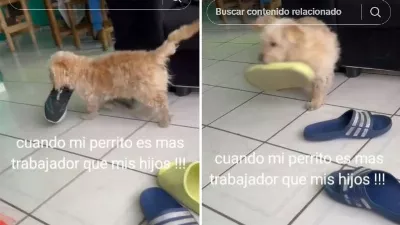 Un chiot devient viral lorsqu'il aide son propriétaire à ramasser « les déchets » que ses enfants ont laissés dans le salon
