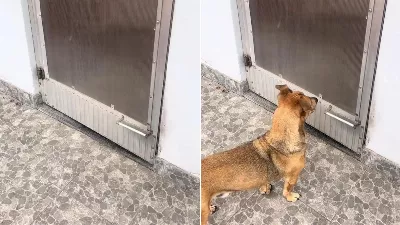 L'ingéniosité d'un grand-père pour faire entrer et sortir son chien de la maison
