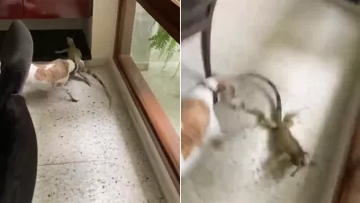 Un lézard est entré dans sa maison et une violente bagarre a éclaté avec le chien