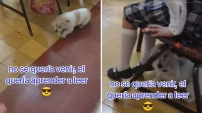 Un chien accompagne un garçon à l'école ; Il ne réalisait pas qu'il les suivait | VIDÉO
